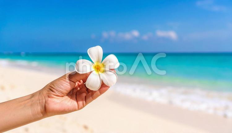 プルメリアの花を一輪持つ女性の手 プルメリア,花,ビーチの写真素材