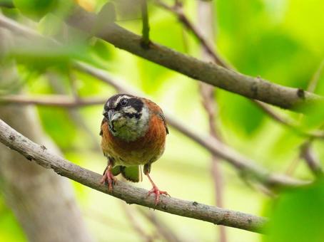 木の枝に留まるホオジロのオス ホオジロ,野鳥,動物の写真素材