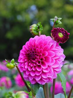 ピンクの可愛いダリア-4 ピンクの可愛いダリア-4 ダリア,花,秋の写真素材