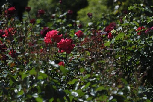 バラの花 バラの花の写真