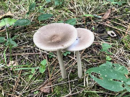並び立つキノコ 並び立つキノコ きのこ,キノコ,自然の写真素材