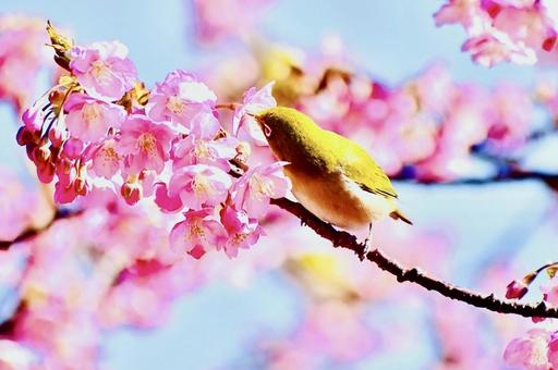 早春の河津桜の蜜を吸うメジロ 早春の河津桜の蜜を吸うメジロ 河津桜,桜,メジロの写真素材
