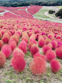コキア コキア 海浜公園,自然,コキアの写真素材