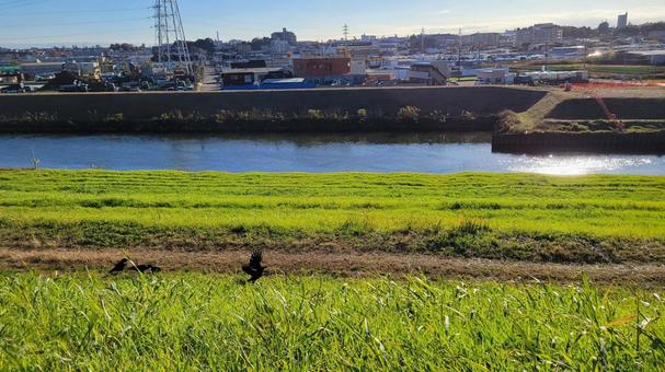 河川敷でゴミやペットボトルを漁るカラス 河川敷でゴミやペットボトルを漁るカラスの写真