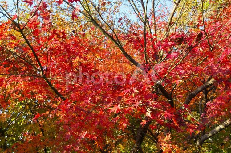 赤く染まるヤマモミジ7(横浜市内) ヤマモミジ,紅葉,秋の写真素材