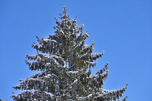 Xmasイメージ（2）雪を被った針葉樹 xmas,クリスマス,クリスマスツリーの写真素材