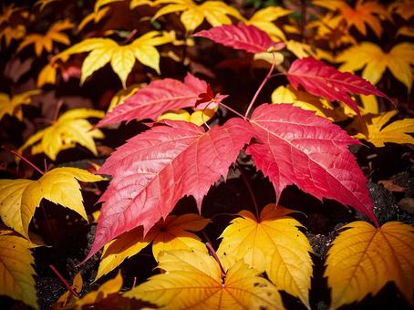 秋の紅葉 秋の紅葉の写真