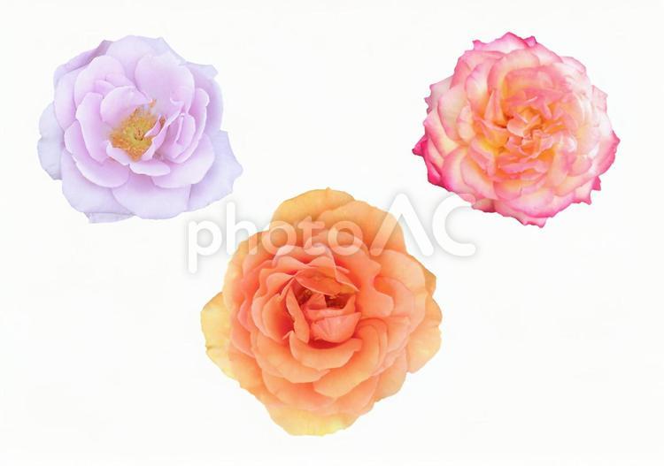 花　切り抜き素材（紫、オレンジ） 薔薇,切り抜き,セットの写真素材