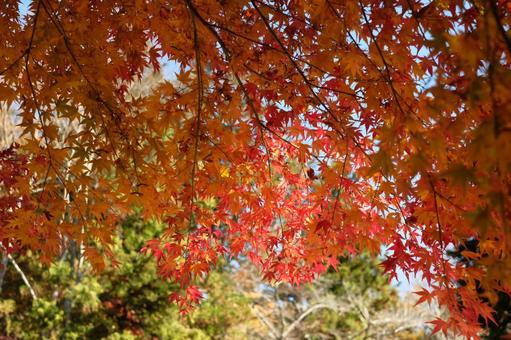 紅葉 紅葉の写真