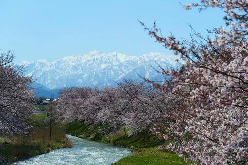 春の四重奏で知られる、舟川べり桜並木。 さくら,桜,花見の写真素材