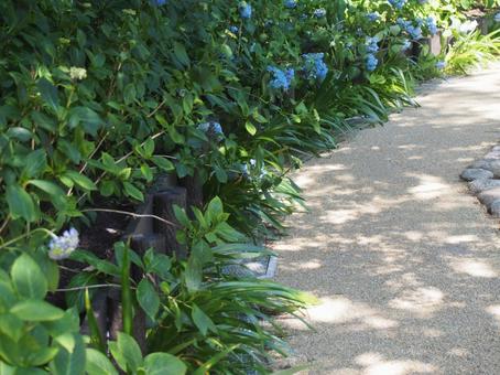あじさい小道 あじさい小道の写真