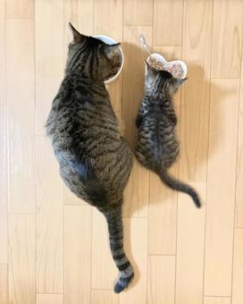 猫の親子 猫の親子 猫,ねこ,ギジトラの写真素材