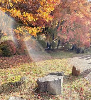 紅葉 紅葉,秋,自然の写真素材