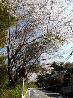 北鎌倉から源氏山へ向かう裏道沿いの風景 北鎌倉から源氏山へ向かう裏道沿いの風景 道,道路,車道の写真素材