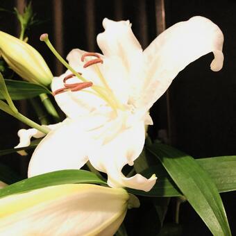 百合の花 百合の花の写真