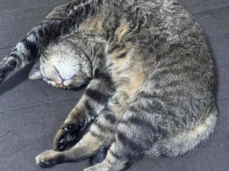 猫 キジトラ 眠たい 猫 キジトラ 眠たいの写真