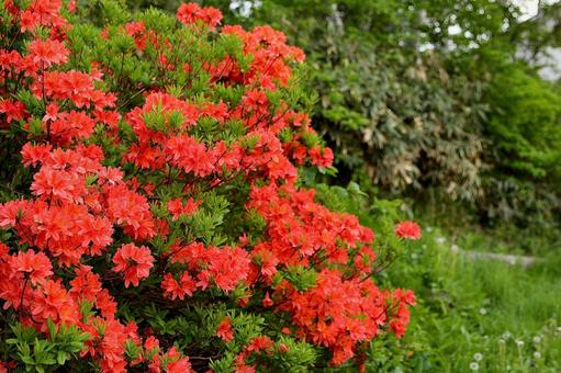 Shiga Kogen Azalea 3, JPG Shiga Kogen Azalea 3, JPG