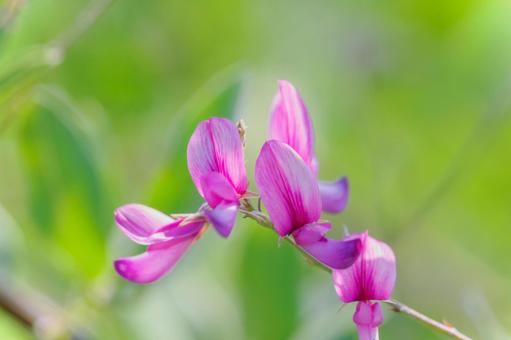 ヤマハギ⑶ ヤマハギ⑶ 花,ヤマハギ,植物の写真素材