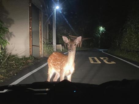 出没した野生の鹿 鹿,野生,野生動物の写真素材