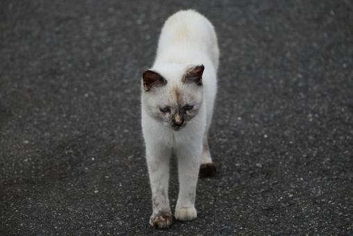 幼さが残る猫ちゃん 幼さが残る猫ちゃん 癒される,にゃんこ,猫写真の写真素材