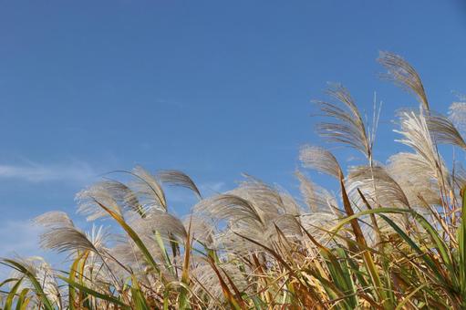 秋の微風 青空,秋,微風の写真素材