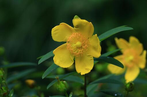 金色に輝く梅に似た花 キンシバイ,花,オトギリソウ科の植物の写真素材