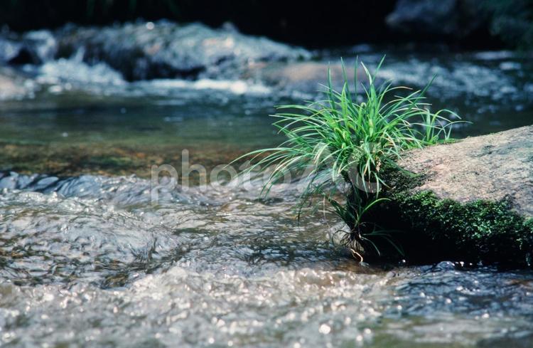 清流の石に生える植物 川,清流,流れの写真素材