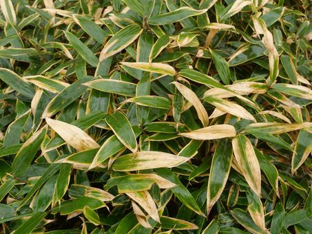 クマザサ クマザサ,自然,植物の写真素材