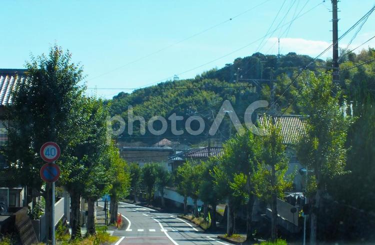 街路樹の美しい町通り 街路樹,美しい,並木の写真素材