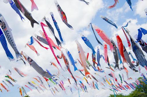 鯉のぼり 鯉のぼり,こどもの日,晴天の写真素材