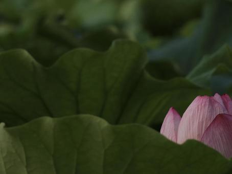 蓮 [無加工]版 縦横4:3 ピンク,無修正,無加工の写真素材