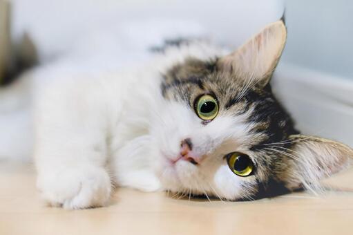 子猫 子猫,健康,育つの写真素材