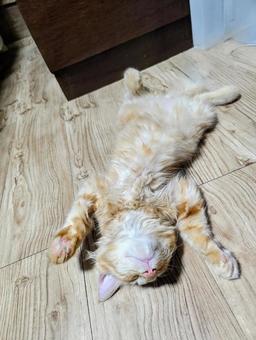 ヘソ天で眠る茶トラの子猫 ヘソ天で眠る茶トラの子猫 茶トラ,子猫,猫の写真素材