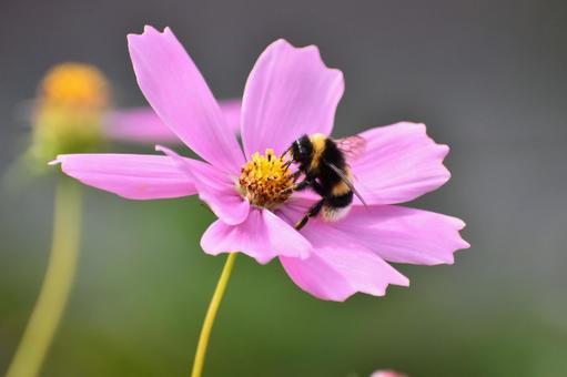 マルハナバチとコスモス マルハナバチ,セイヨウオオマルハナバチ,蜂の写真素材