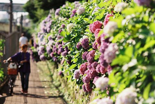 街並みの写真(紫陽花) 街並みの写真(紫陽花) 花,植物,紫陽花の写真素材