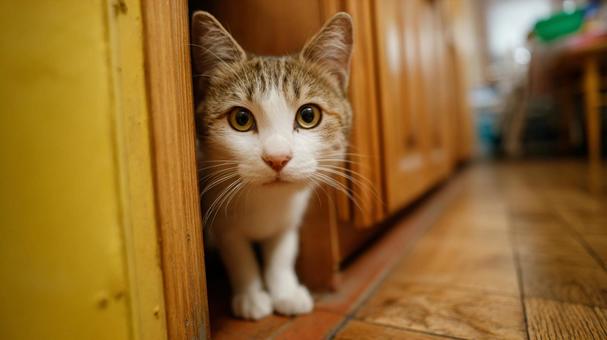 家の中の猫の写真