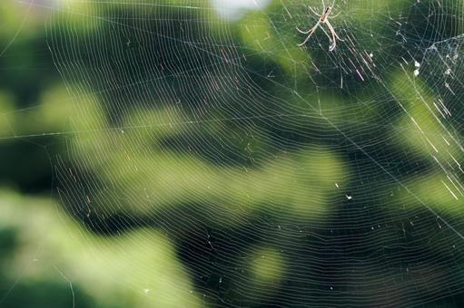 Photo, spider's nest, yarn, regularity, 