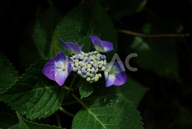 上から見下ろしたガクアジサイ あじさい,花,自然の写真素材