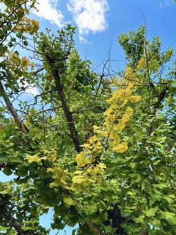青空とイチョウの木 青空とイチョウの木 空,イチョウ,色鮮やかの写真素材