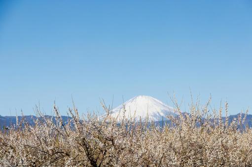 青空に映える満開の白梅と冠雪した富士山 梅,梅の花,白梅の写真素材
