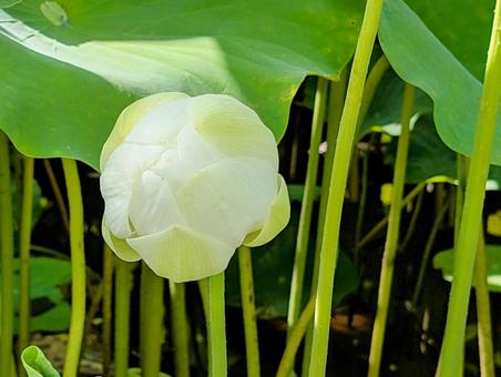 Photo, lotus flower, lotus, flower, 