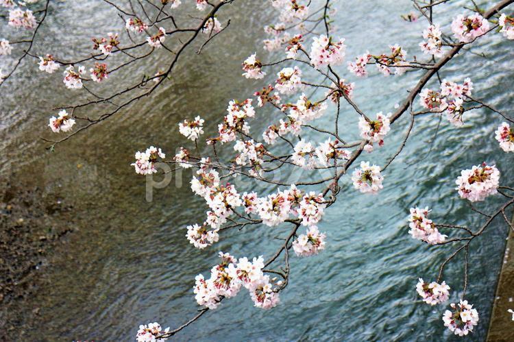 川に枝垂れる桜の枝 桜,ソメイヨシノ,咲くの写真素材