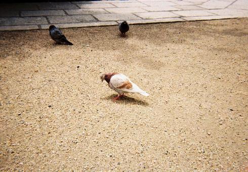 【写ルンです】茶色いはと 【写ルンです】茶色いはと 夏,風景,夏休みの写真素材