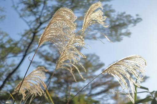 青空とすすき 青空とすすき すすき,穂,秋の写真素材