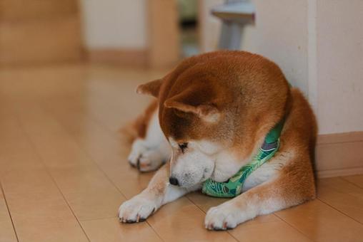 照片, 柴犬, 日本的狗, 和犬, 