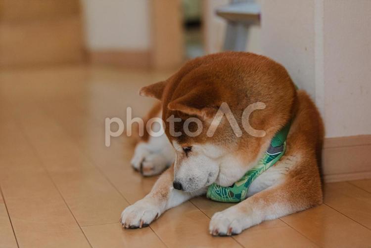 真剣な表情で前足のチェックをする柴犬 柴犬,しばいぬ,日本犬の写真素材