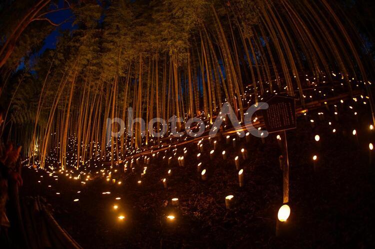 竹林ライトアップ（小机城址市民の森） 竹林,竹林ライトアップ,小机の写真素材