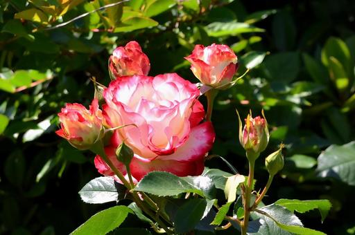 薔薇　ジュビレデュプランスドゥモナコ 薔薇,ジュビレデュプランスドゥモナコ,ピンクの写真素材