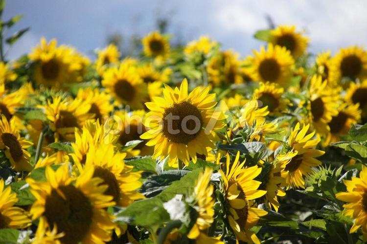 満開のひまわり畑 ひまわり,ひまわり畑,花の写真素材