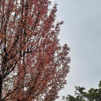 紅葉紅葉 紅葉紅葉の写真